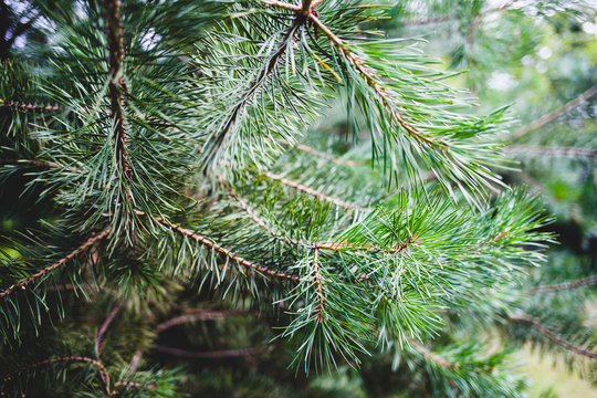 Evergreen pine branches