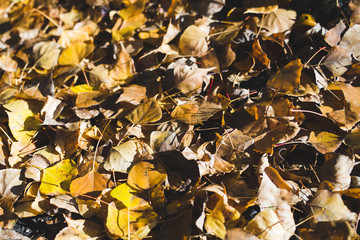Fallen yellow birch leaves