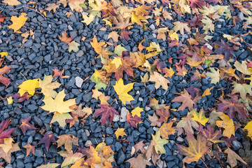 Herbstblätter gold und gelb