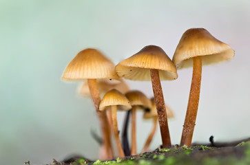 Landscape with mushrooms