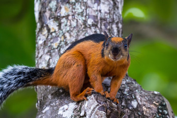 reddish brown squirrel