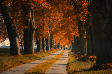 Allee im Herbst