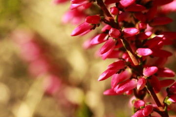 Blüten der Besenheide