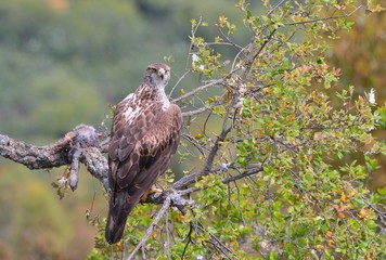 Naklejka premium Female bonelli's eagle perched on a branch.