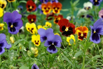 Violet Pansy