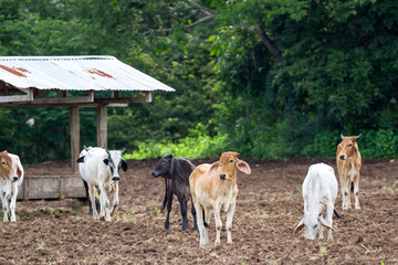 Brahman cattle in Costa Rica