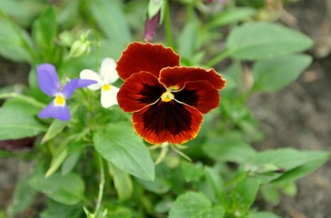 Violet Pansy