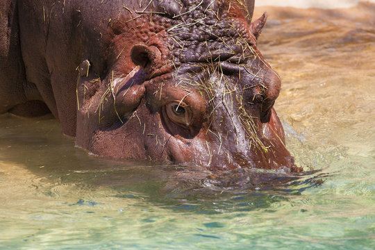 Hippopotamus submerging into the water