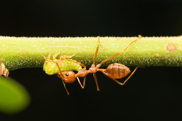 Red ants on the branches