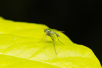 Macro small insects