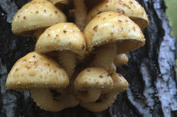Pholiota aurivella mushroom