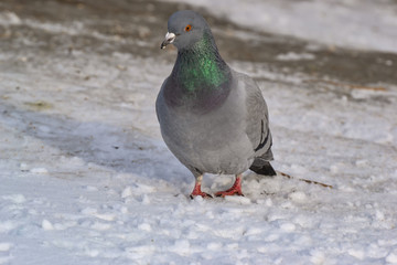 Dove