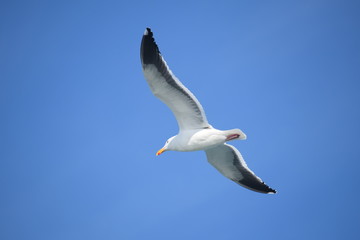 Fototapeta na wymiar Bird in flight