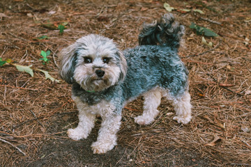 Yorkie-poo mix dog breed