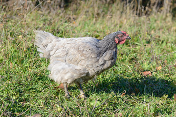 gray chicken grazes on a green lawn