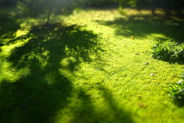 tree shadow on a green meadow