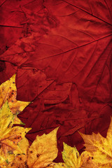 Dry Maple Leaves On Dark Maroon Red Autumn Foliage Vignetted Background