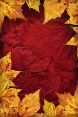 Naklejka na ściany i meble Dry Maple Leaves On Dark Maroon Red Autumn Foliage Background