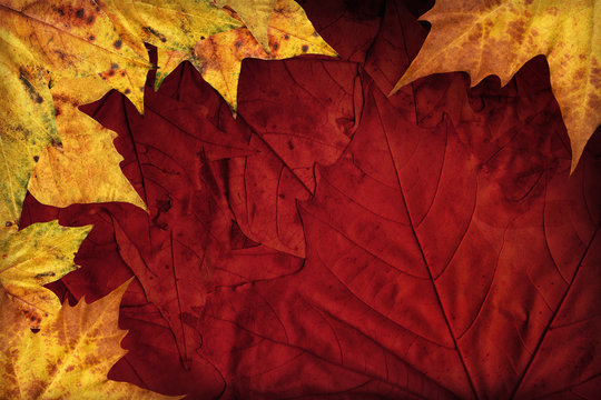 Dry Maple Leaves On Dark Maroon Red Autumn Foliage Vignetted Background