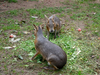 Patagonian hares