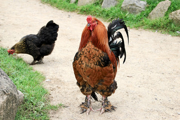 Rooster on the its own territory