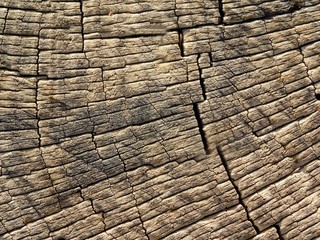 texture of tree trunk