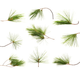 Set green fir branches isolated on white background