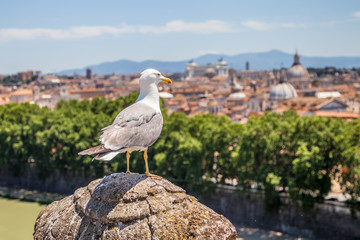 A seagull looking Rome cityscape from an aerial view lookout in Castel Sant'Angelo with Saint Peter basilica church on the horizon.