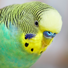 Obraz premium Budgie.