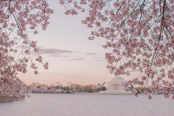 Cherry blossoms against the Jefferson Memorial at dawn