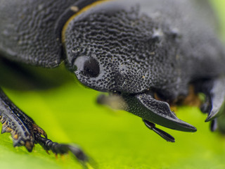 Black leaf beetle - Prasocuris Junci