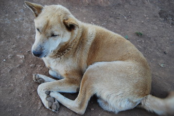A local dog of Thailand and west east Asia