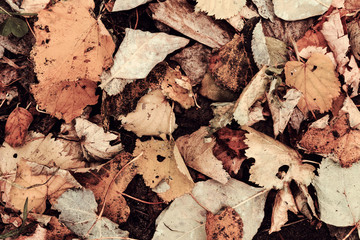 Autumn Mapple Leaves