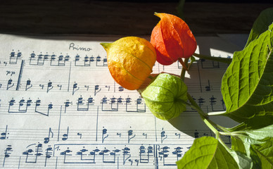 Altes handgeschriebenes Notenblatt mit Lampionblumen - Physalis alkekengi -, Hintergrund