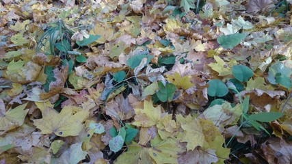 Листья желтые на земле