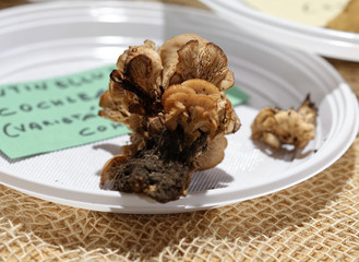 detail of lentinellus cocleatus