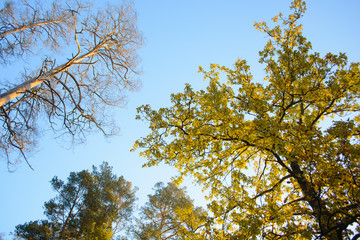 Autumn trees and sky