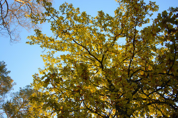 Fototapeta premium Autumn trees and sky
