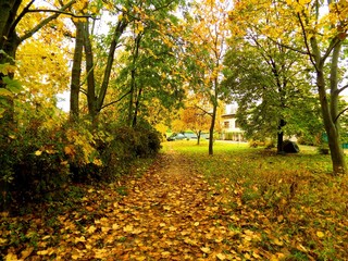 Colorful leaves on deciduous trees and walkway in park during autumn