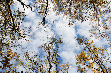 Autumn sky