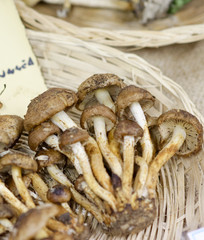 detail of pholota gumosa