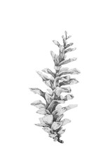 Black and white drawing of spruce cone