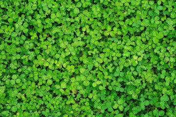 Natural clover background