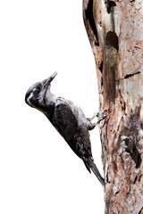 Three-toed woodpecker, Picoides tridactylus