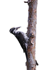 Three-toed woodpecker, Picoides tridactylus