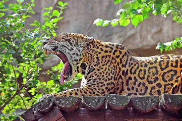 Fotobehang Jaguar yawns © skostin1951