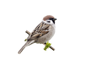 Tree sparrow, Passer montanus