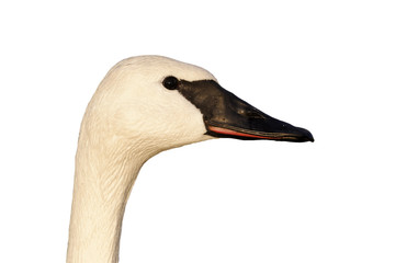 Trumpeter swan, Cygnus buccinator