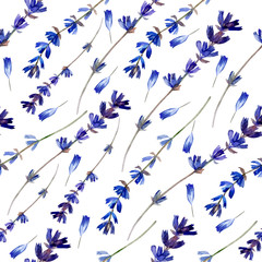 Watercolor blue lavender wild flower isolated on white, seamless pattern, decorative background, botanical hand drawn painting texture for design package cosmetic, greeting cards, wedding invitation
