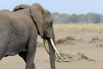 Elephant in National park of Kenya